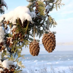 Filtkogler h�ngende p� snekl�dt gran som julepynt